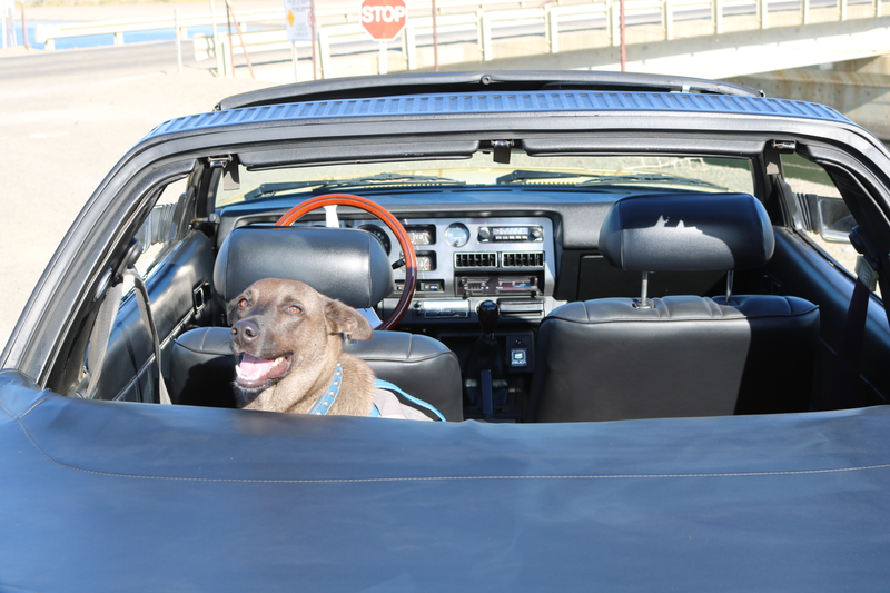 Illustration for article titled Harris Ranch C&C, Toby, and Sunchaser photodump
